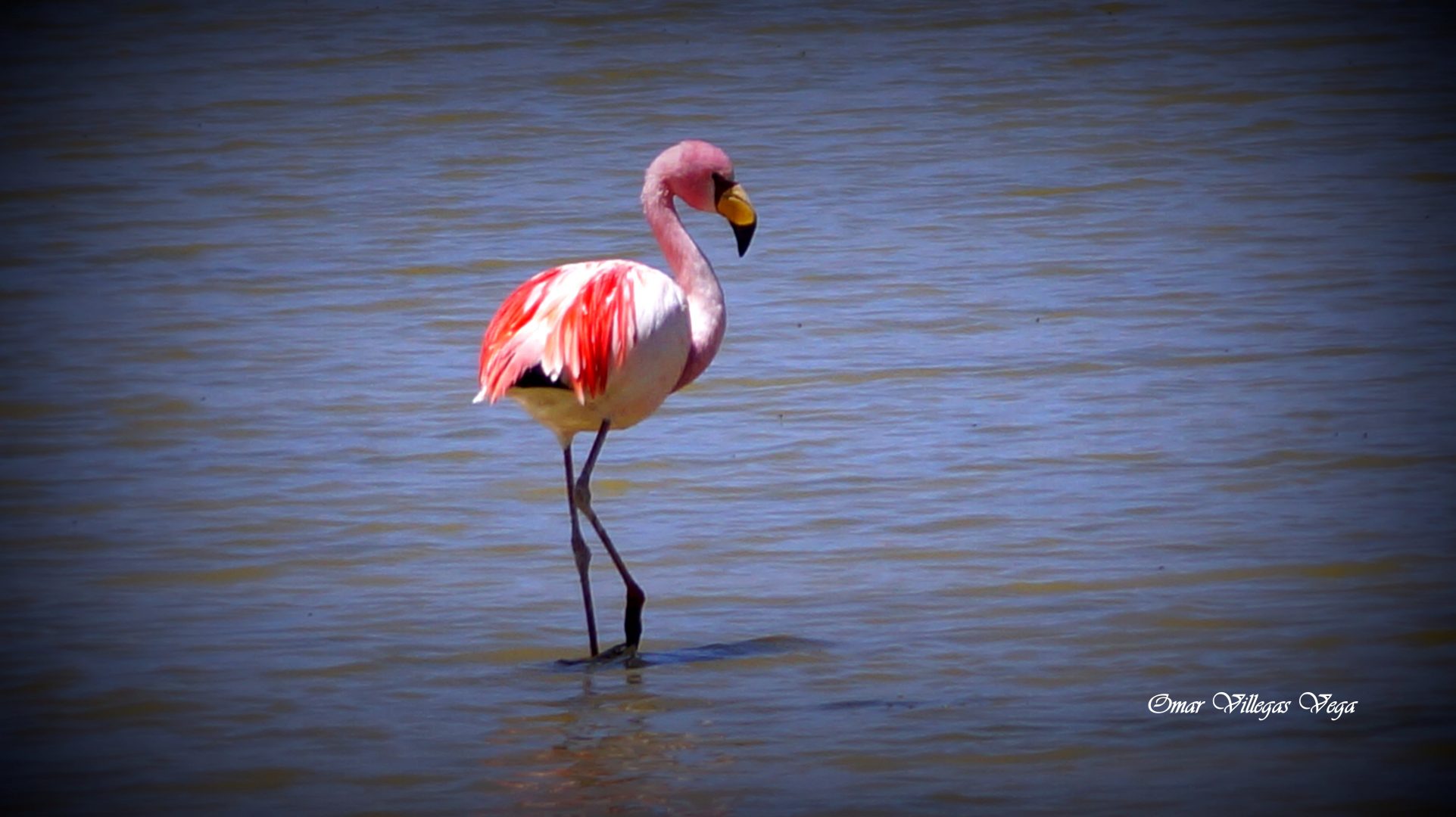 Flamenco Rosado, Salar de Surire