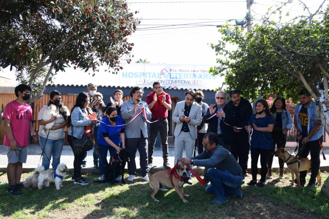 Comenzó implante gratuito de dos mil microchips a mascotas de Arica y Parinacota
