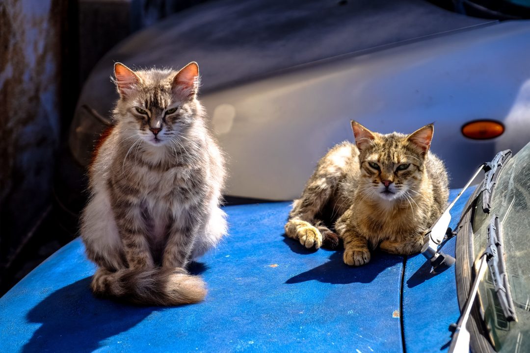 Consejos para ayudar a nuestras mascotas a enfrentar las olas de calor